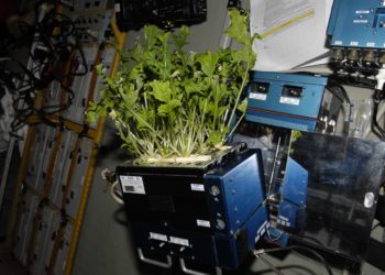 Après la Terre, la spiruline pourrait conquérir… l’espace !