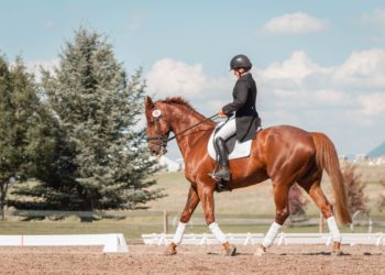 Le bien-être des chevaux