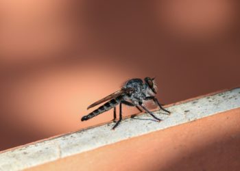 Les insectes vecteurs de maladie