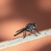 Les insectes vecteurs de maladie
