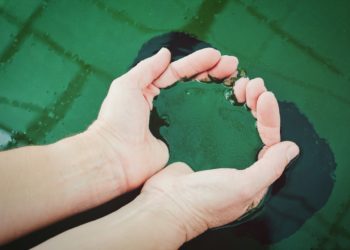 Le marché des spirulines