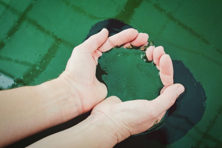 Le marché des spirulines