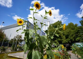 Dr Vinh Ngo sur la pollution de l'air à Montpellier