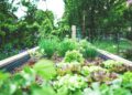 Famille récoltant légumes potager autonomie alimentaire économies inflation