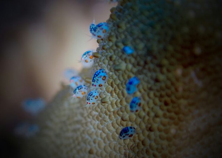 Un virus marin touche les hommes