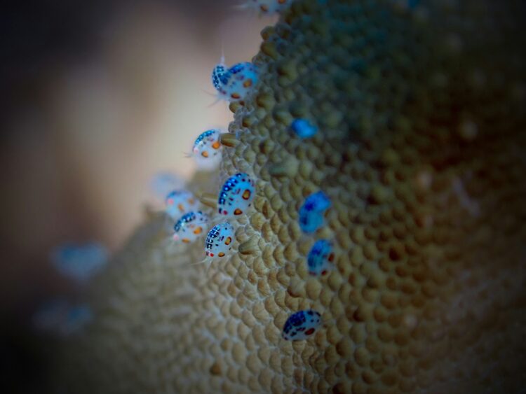 Un virus marin touche les hommes